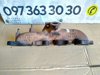 Випускний колектор 2.0 tdi Audi A4 B8 (07-15) 03L253033B